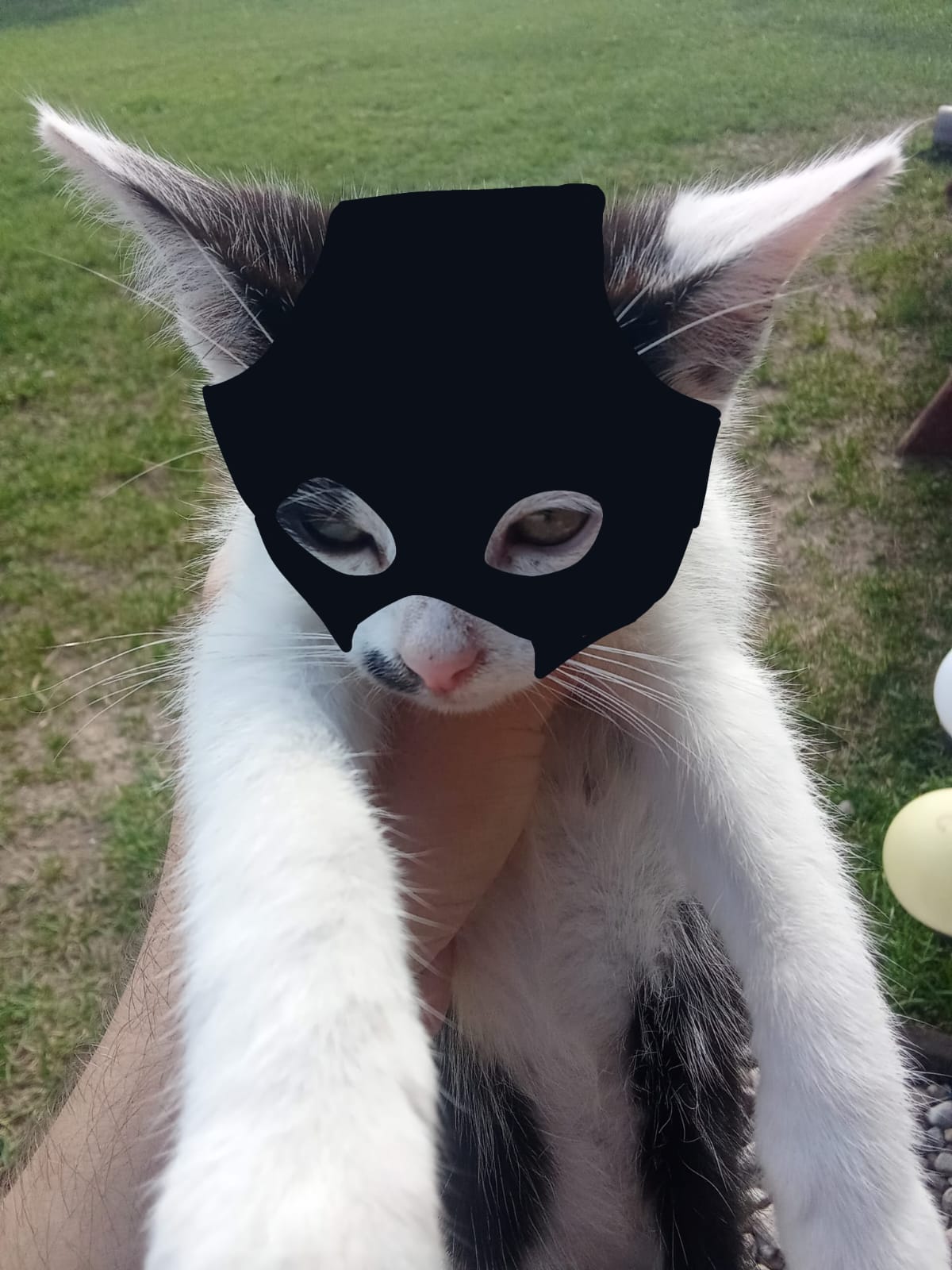 :custom_undertaker_batcat_7eb5d285: